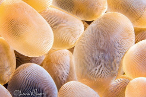 Bubble Coral/Photographed with a Canon 60 mm macro lens a... by Laurie Slawson 